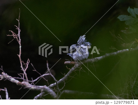 ヤマセミ メス ヤマセミ メス 129779871