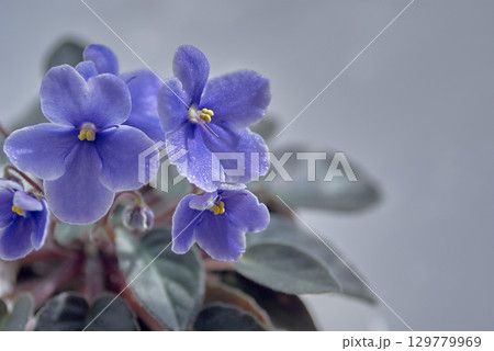 セントポーリア 129779969