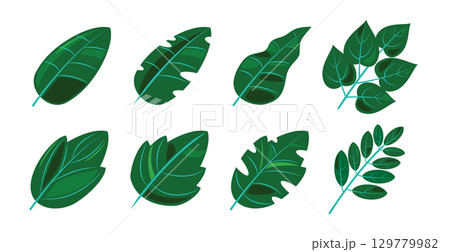 Tropical Green Leaves Vector Set 129779982