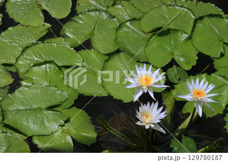 京都　植物園　府立植物園　睡蓮　スイレン　熱帯　夏　北山　北大路　 129780187