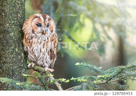 The owl is sitting on a tree branch The owl is sitting on a tree branch 129780453