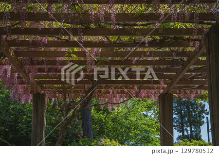 磐田市のつつじ公園の長藤の風景(静岡県) 129780512