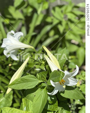 散歩道の白いユリ 129780574
