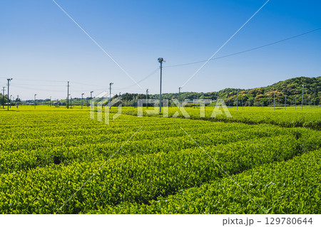 袋井市の茶畑の風景(静岡県) 129780644