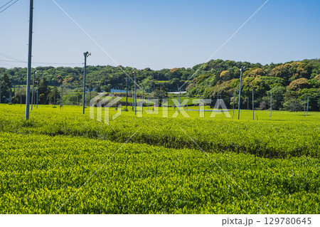 袋井市の茶畑の風景(静岡県) 129780645
