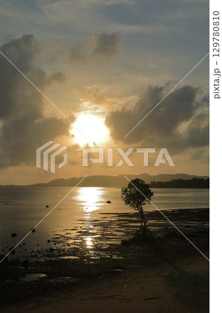 夕陽に照らされて美しい石垣島の一本マングローブ 129780810