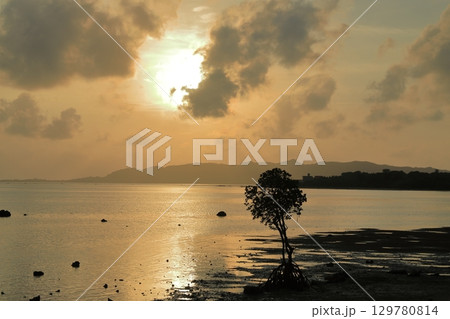 石垣島の一本マングローブと夕陽の美しい風景 129780814