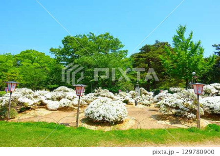 満開のつつじ ツツジ 白つつじ公園 松ヶ池公園 長井市 満開のつつじ ツツジ 白つつじ公園 松ヶ池公園 長井市 129780900