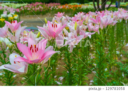 綺麗に並ぶピンク色のユリの花 綺麗に並ぶピンク色のユリの花 129781058
