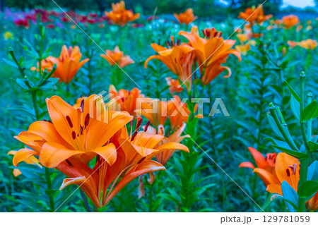 色鮮やかな百合の花 色鮮やかな百合の花 129781059