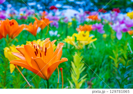 美しい百合の花 美しい百合の花 129781065