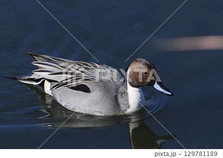 水面を泳ぐオナガガモ 129781189