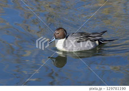 水面を泳ぐオナガガモ 129781190