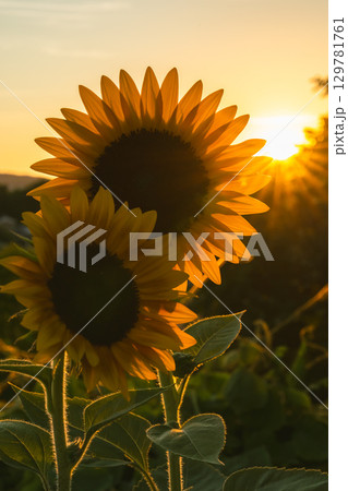 夕日に照らされたひまわり 129781761