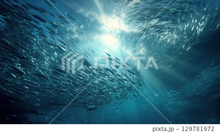 A large school of fish swims in a swirling formation through the sunlit blue ocean, a dynamic and powerful image of marine life 129781972