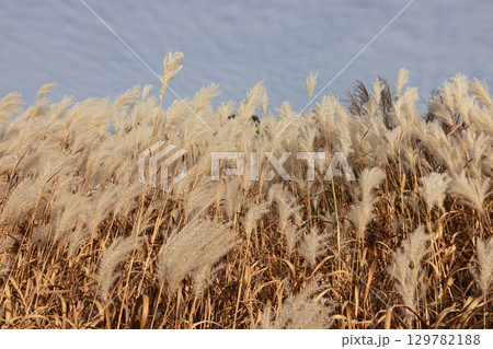 Golden Autumn Amur Silvergrass Grass Field Swaying in the Wind Under Blue Sky 129782188