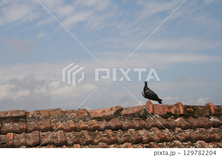 pigeon stands on weathered roof against blue cloudy sky pigeon stands on weathered roof against blue cloudy sky 129782204
