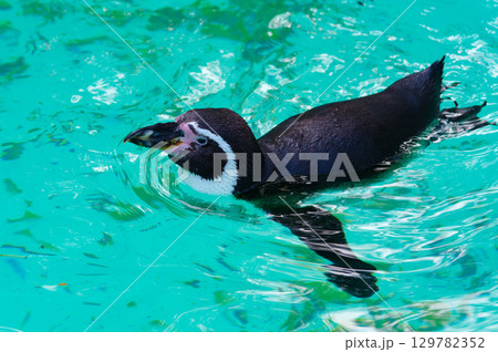penguin swimming in turquoise water 129782352