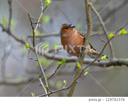 finch sitting on a tree on a blurred background 129782376