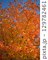 青空に映える紅葉 129782461