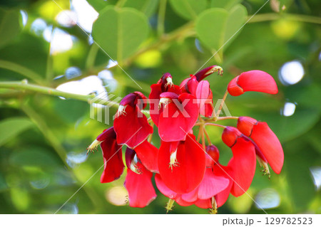 赤に癒される午後 赤に癒される午後 129782523