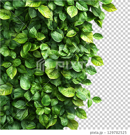 Lush Green Leaf Wall Perfect for Design Projects On Transparent Background 129782525