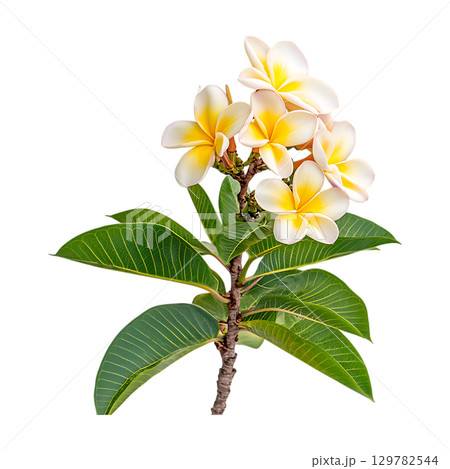 Plumeria Flower Stunning CloseUp of Tropical Blossom On Transparent Background 129782544