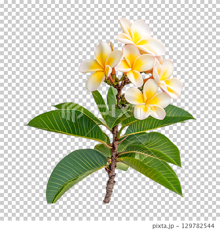 Plumeria Flower Stunning CloseUp of Tropical Blossom On Transparent Background 129782544