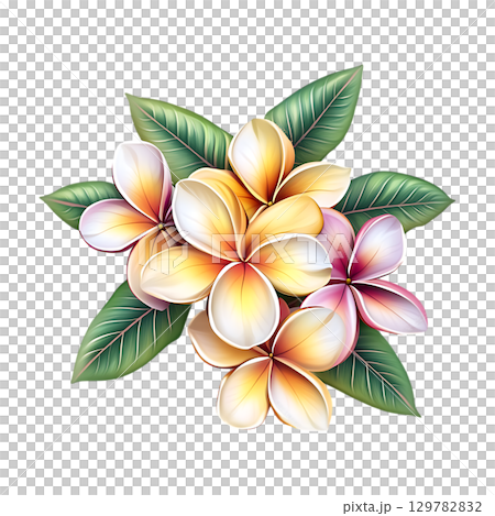 Plumeria Blossom Vibrant Tropical Flowers On Transparent Background 129782832