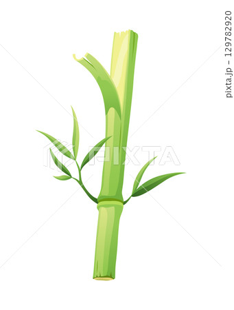 Bamboo green stalk, icon. Stem with leaf isolated on white background. Eco design of stick bamboo with foliage or leaves, vector illustration Bamboo green stalk, icon. Stem with leaf isolated on white background. Eco design of stick bamboo with foliage or leaves, vector illustration 129782920