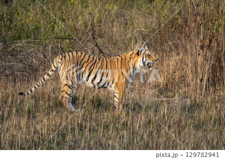 wild female bengal tiger or panthera tigris cub jim corbett national park forest reserve uttarakhand india. sub adult tiger side profile standing in dhikala grassland winter safari golden hour light 129782941