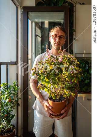 Man hold basil pot flowering in sunny balcony. Indoor gardening horticulture, plant care at home 129783007