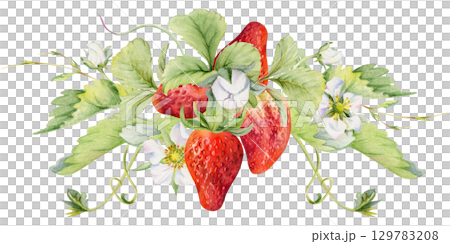 Strawberry berries growing with leaves tendrils flowers hand drawn in watercolor, ripe forest garden harvest. Isolated botanical illustration garland. Dessert menu, grocery, farmers market, cosmetics 129783208