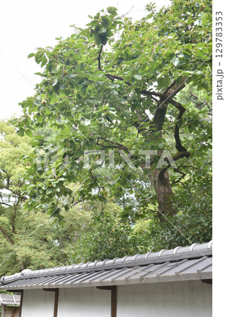 京都御苑の柿 京都御苑の柿 129783353