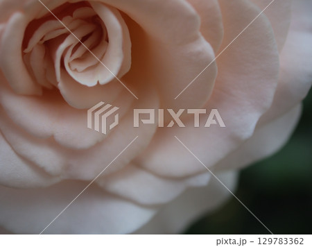 5月に美しく咲いた白色のバラ「フレンチ･レース」 129783362