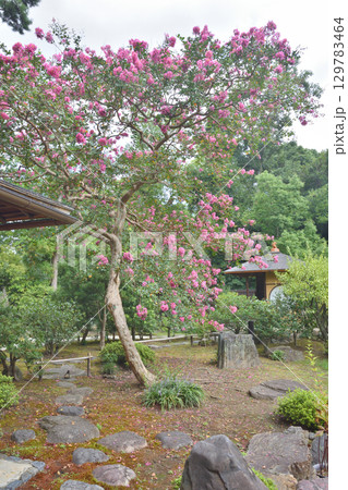 京都御苑の拾翠亭の1階からの眺め 129783464