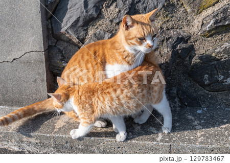 寄り添う猫の親子 129783467