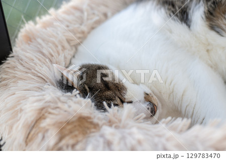 眠る可愛い猫　キジトラ白 129783470