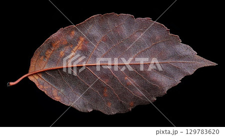 Close-up of an autumn leaf with visible texture, set against a dark background . 129783620