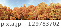 3d rendering of panoramic autumn deciduous forest with yellow orange and red foliage on a sky background. Realistic wide nature panorama illustration 129783702