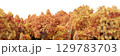 3d rendering of panoramic autumn deciduous forest with yellow orange and red foliage on a transparent background. Realistic wide nature panorama 129783703