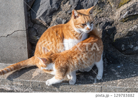 寄り添う猫の親子 寄り添う猫の親子 129783882