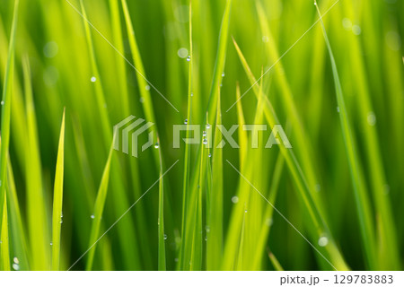 朝露に濡れる植物 朝露に濡れる植物 129783883