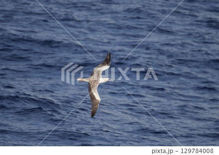 海上を飛ぶアカアシカツオドリ亜成鳥 海上を飛ぶアカアシカツオドリ亜成鳥 129784008