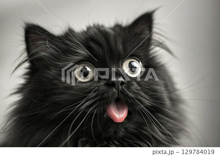 Black Cat Portrait. A funny and fluffy black cat with wide eyes and tongue out. A striking monochrome portrait with high detail. 129784019