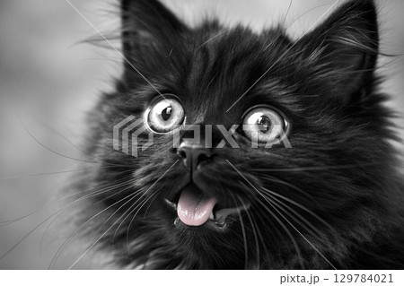 Black Cat Portrait. A funny and fluffy black cat with wide eyes and tongue out. A striking monochrome portrait with high detail. 129784021