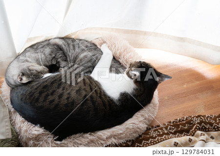 窓辺で眠る二匹の猫 129784031