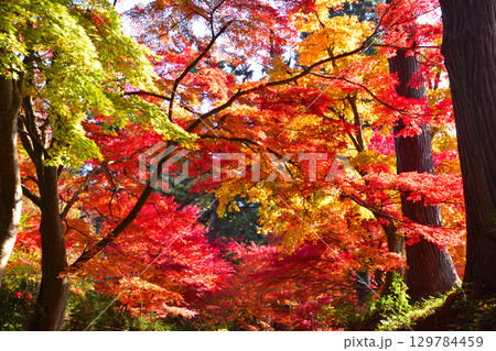 錦秋　紅葉 129784459
