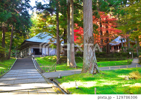 秋　奥州　平泉　中尊寺　金色堂覆堂 129786306