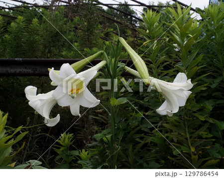 雑草と雨上がりの白百合（水滴をつけた白いユリの花のクローズアップ） 129786454